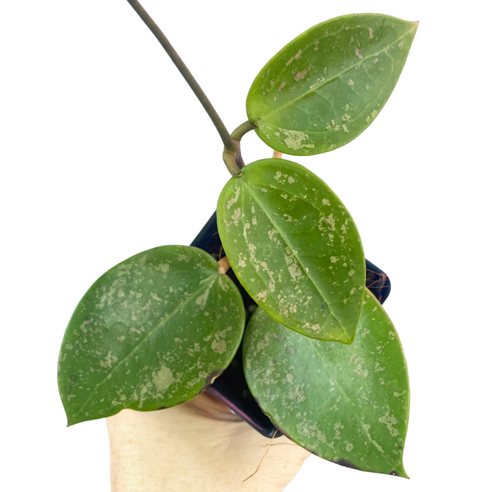 Hoya Verticillata