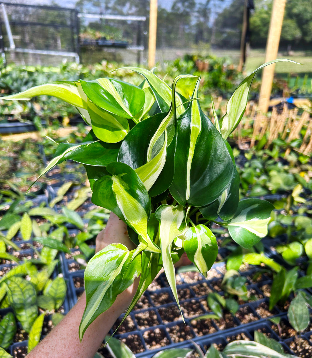 Philodendron Silver Stripe