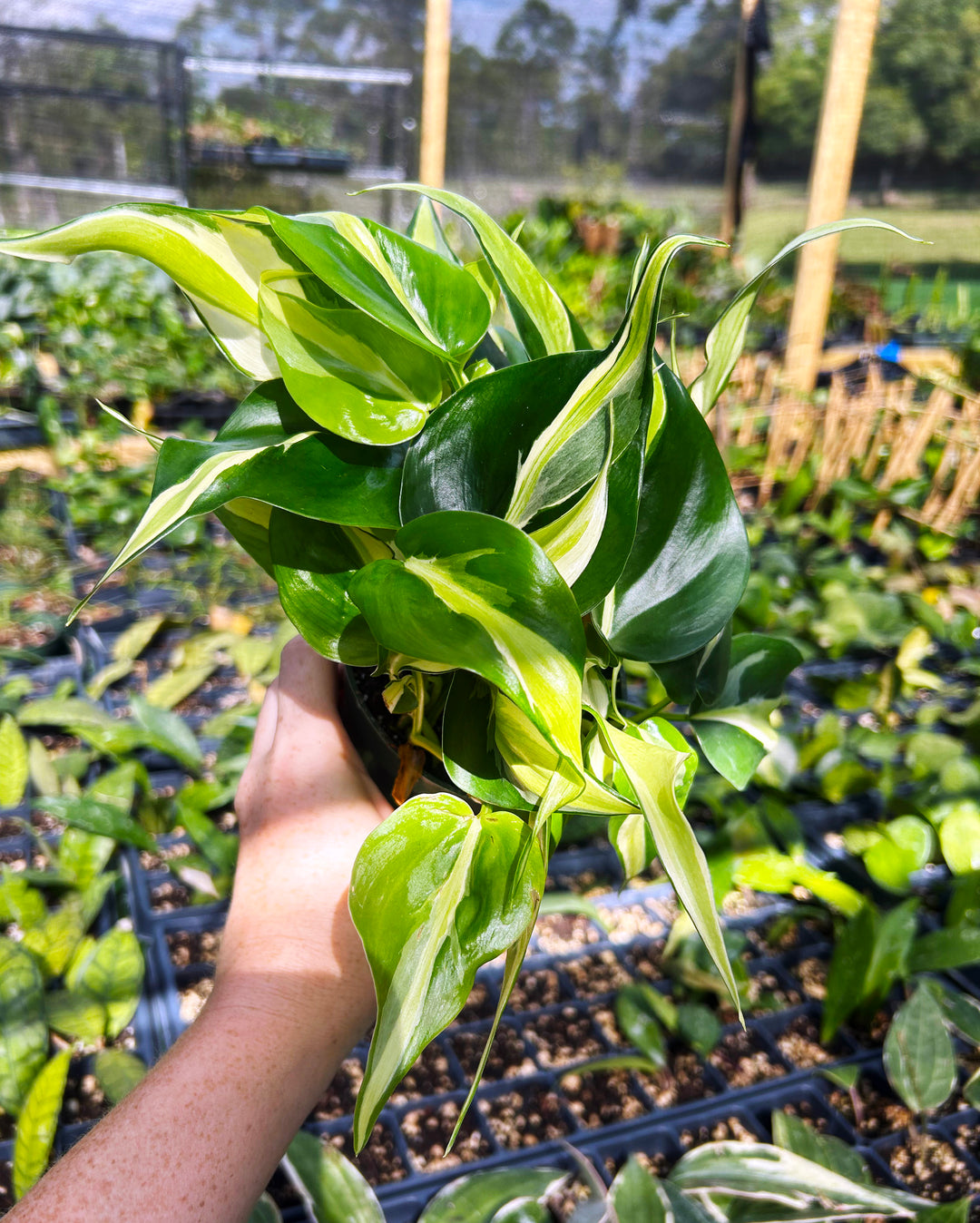 Philodendron Silver Stripe