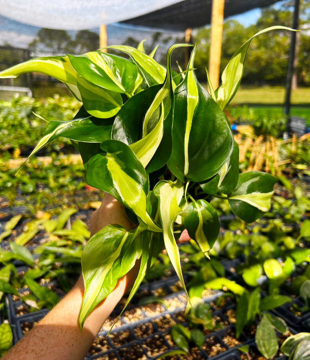 Philodendron Silver Stripe