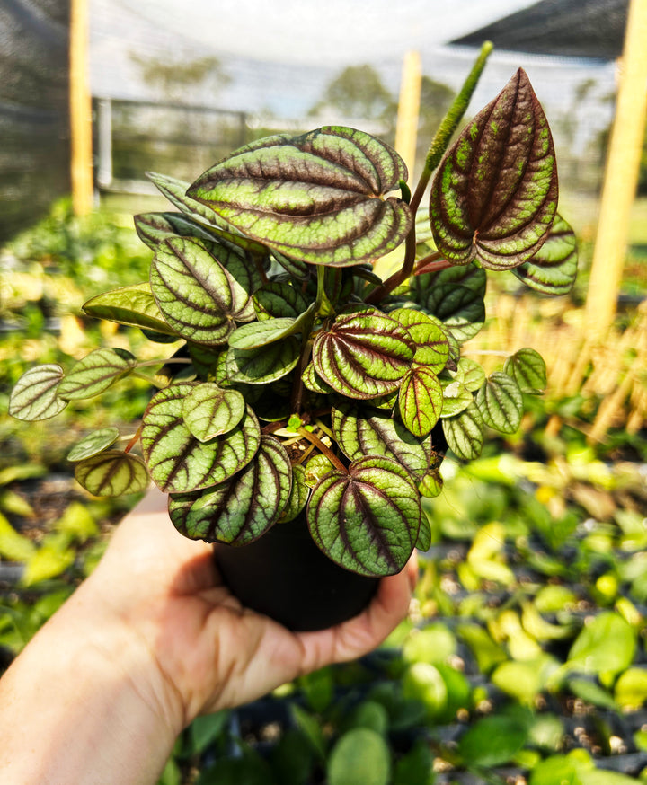 Peperomia Piccolo Banda, Live Plant, Pet Friendly Plants, Tropical Plant