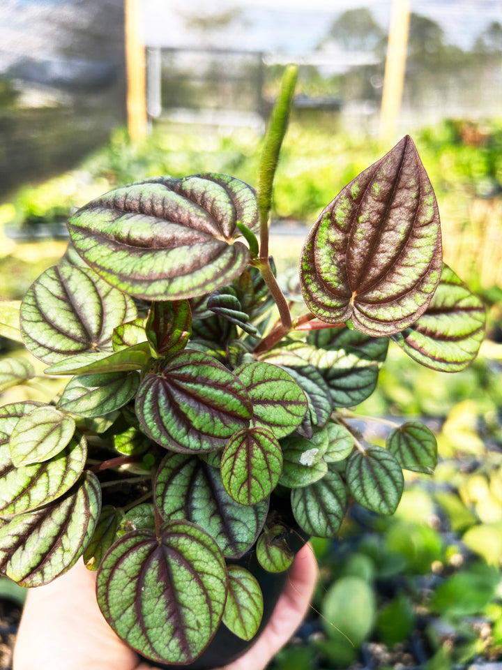 Peperomia Piccolo Banda, Live Plant, Pet Friendly Plants, Tropical Plant