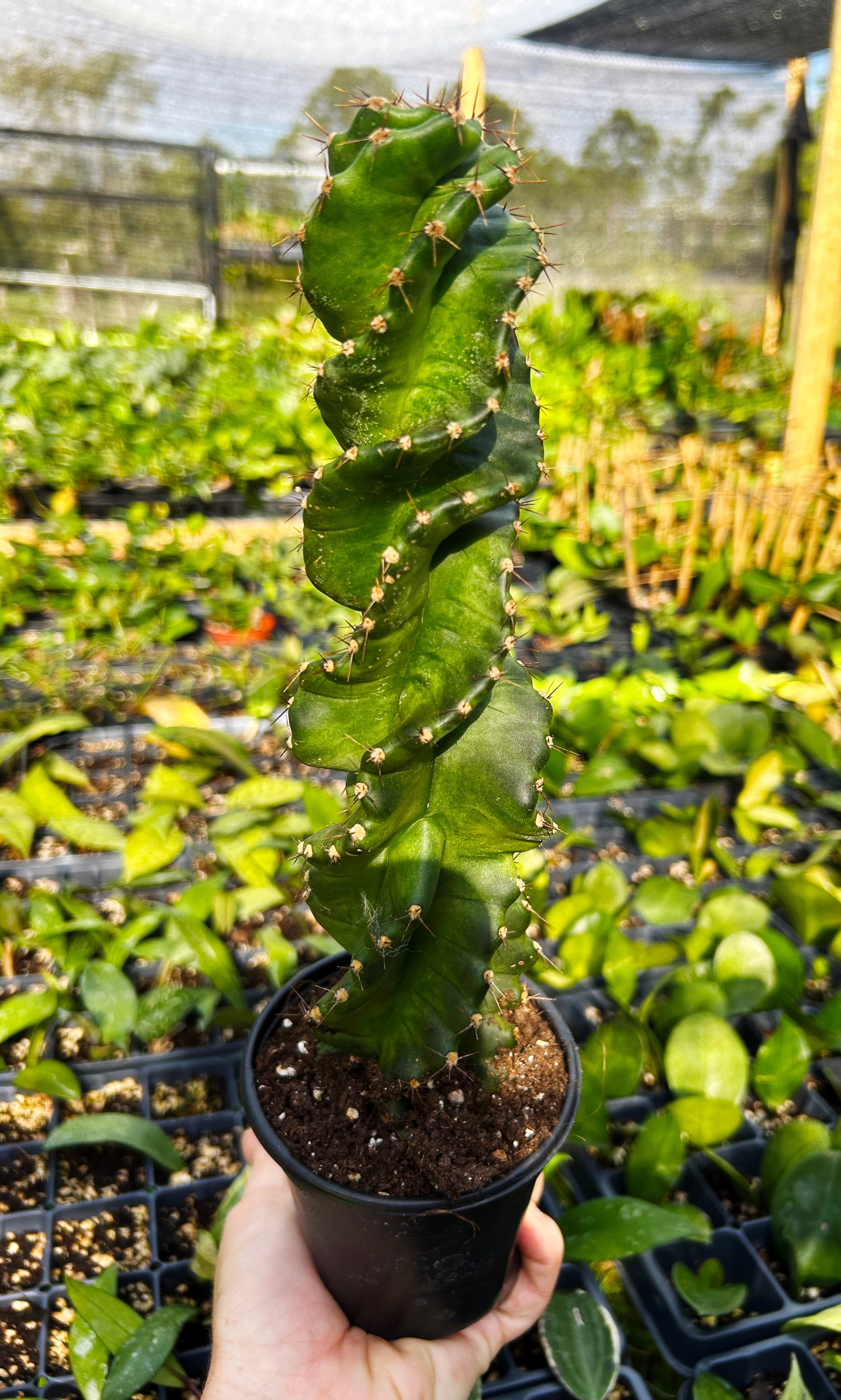 Rare hot Spiral Cactus: Cereus forbessi-Spiralis Cactus