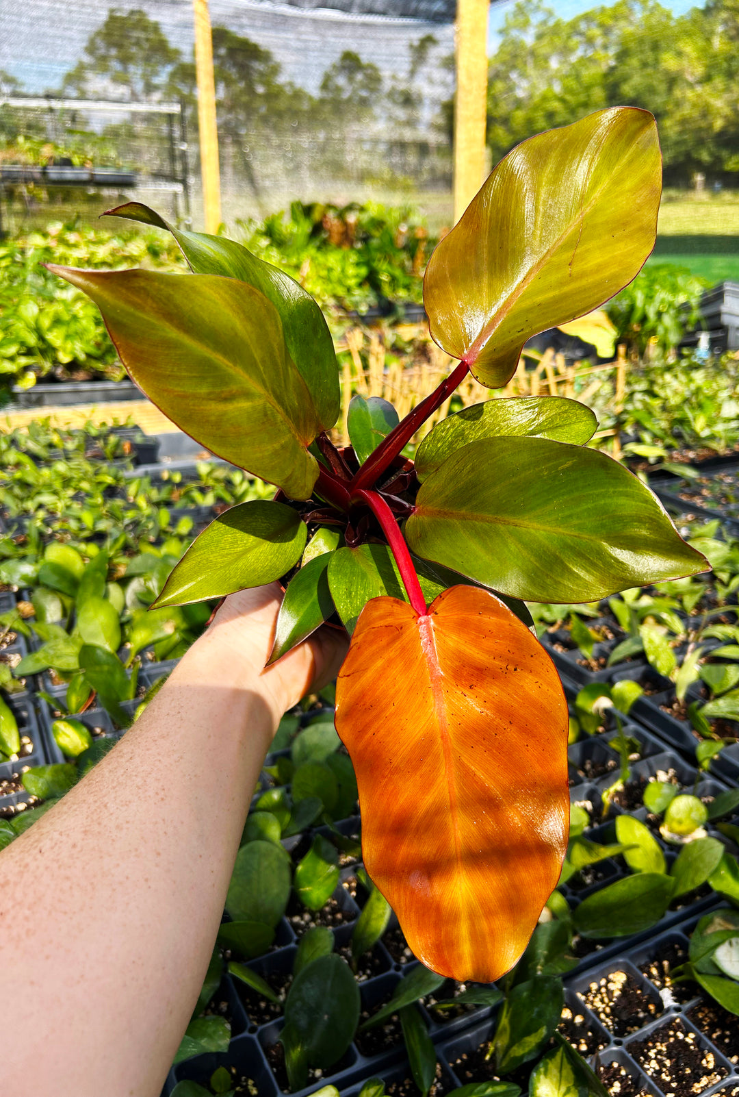 Philodendron McColley's Finale- Philodendron Red Sun