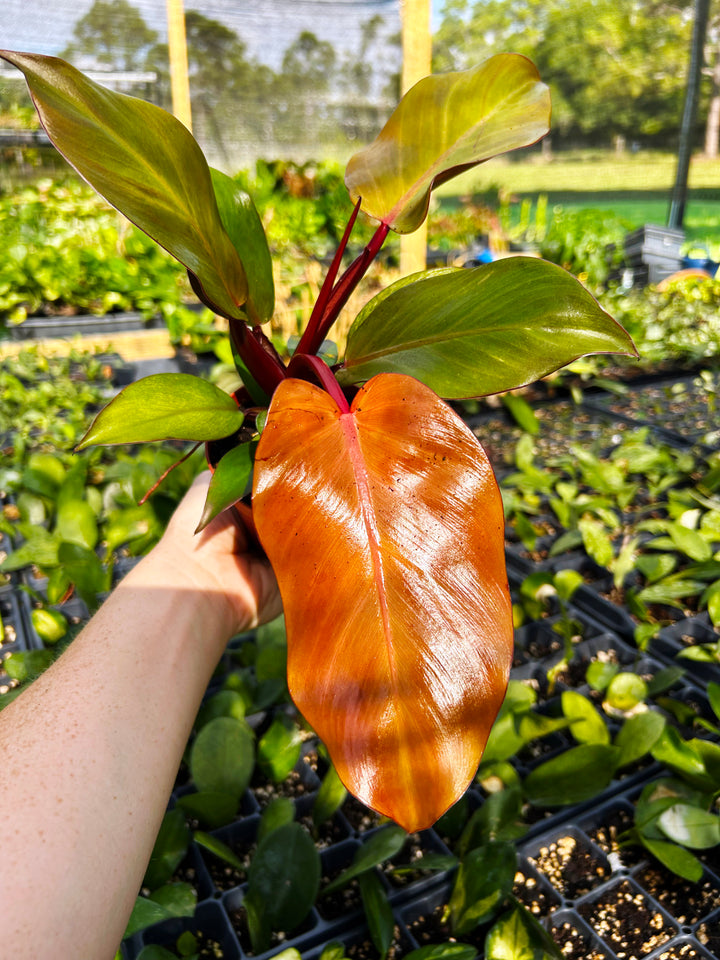 Philodendron McColley's Finale- Philodendron Red Sun