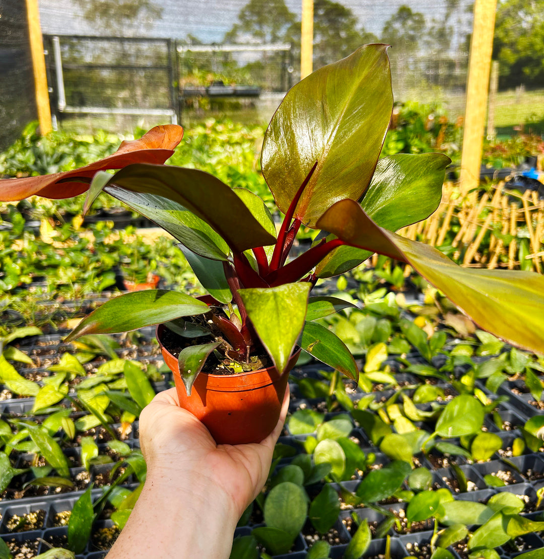 Philodendron McColley's Finale- Philodendron Red Sun