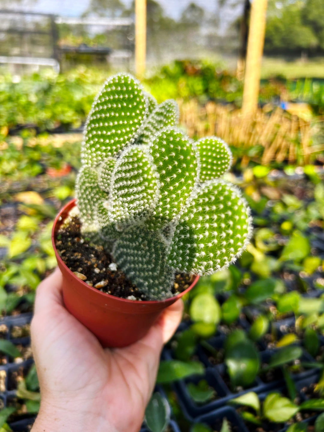 Opuntia Microdasys, Bunny Ear Cactus, Drought Tolerant, Easy Care Beginner Plant, Rare Cactus, Succulent, Blooming Cactus