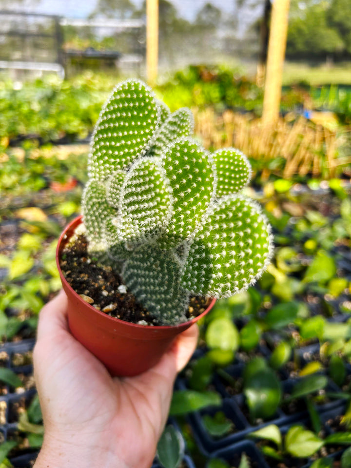 Opuntia Microdasys, Bunny Ear Cactus, Drought Tolerant, Easy Care Beginner Plant, Rare Cactus, Succulent, Blooming Cactus