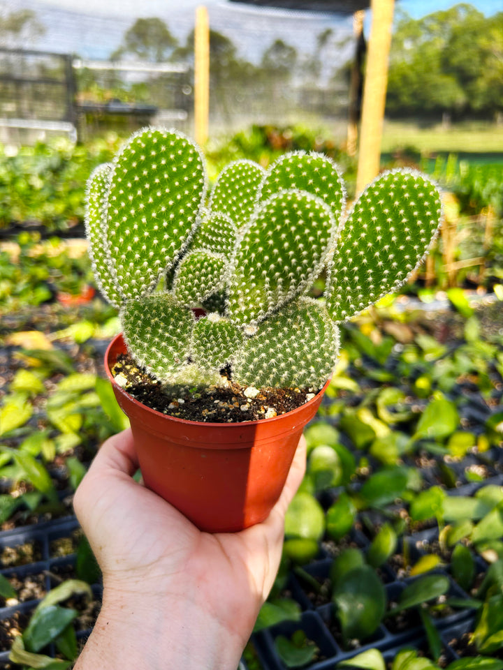 Opuntia Microdasys, Bunny Ear Cactus, Drought Tolerant, Easy Care Beginner Plant, Rare Cactus, Succulent, Blooming Cactus