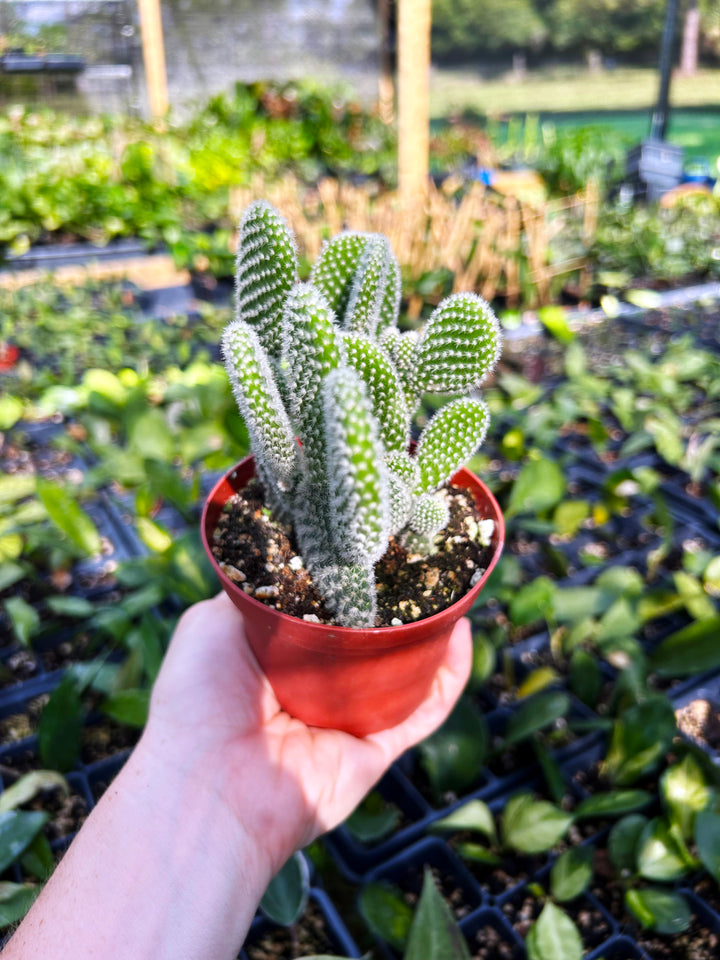 Opuntia Microdasys, Bunny Ear Cactus, Drought Tolerant, Easy Care Beginner Plant, Rare Cactus, Succulent, Blooming Cactus