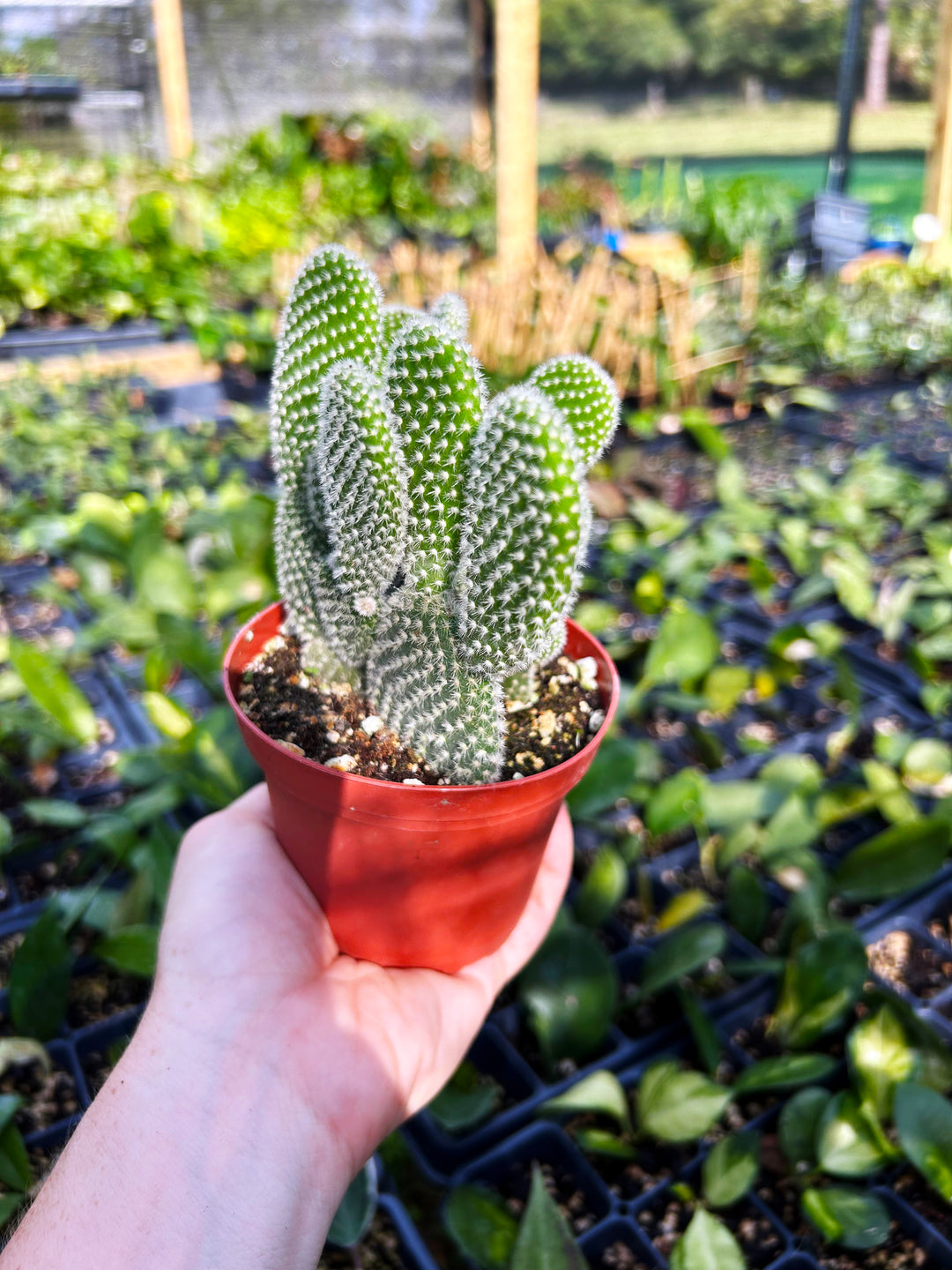 Opuntia Microdasys, Bunny Ear Cactus, Drought Tolerant, Easy Care Beginner Plant, Rare Cactus, Succulent, Blooming Cactus