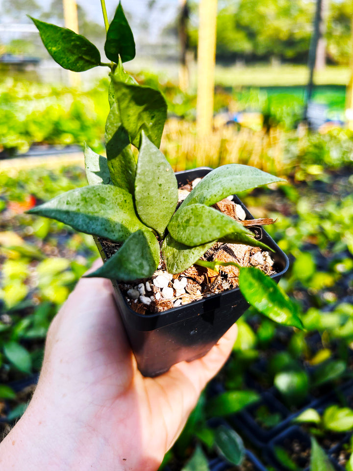 Hoya Lacunosa Silver Mint, Hoya Plant, Easy Care Plant, Pet Safe, Live Houseplant, Wax Plant, Exotic Tropical Plant