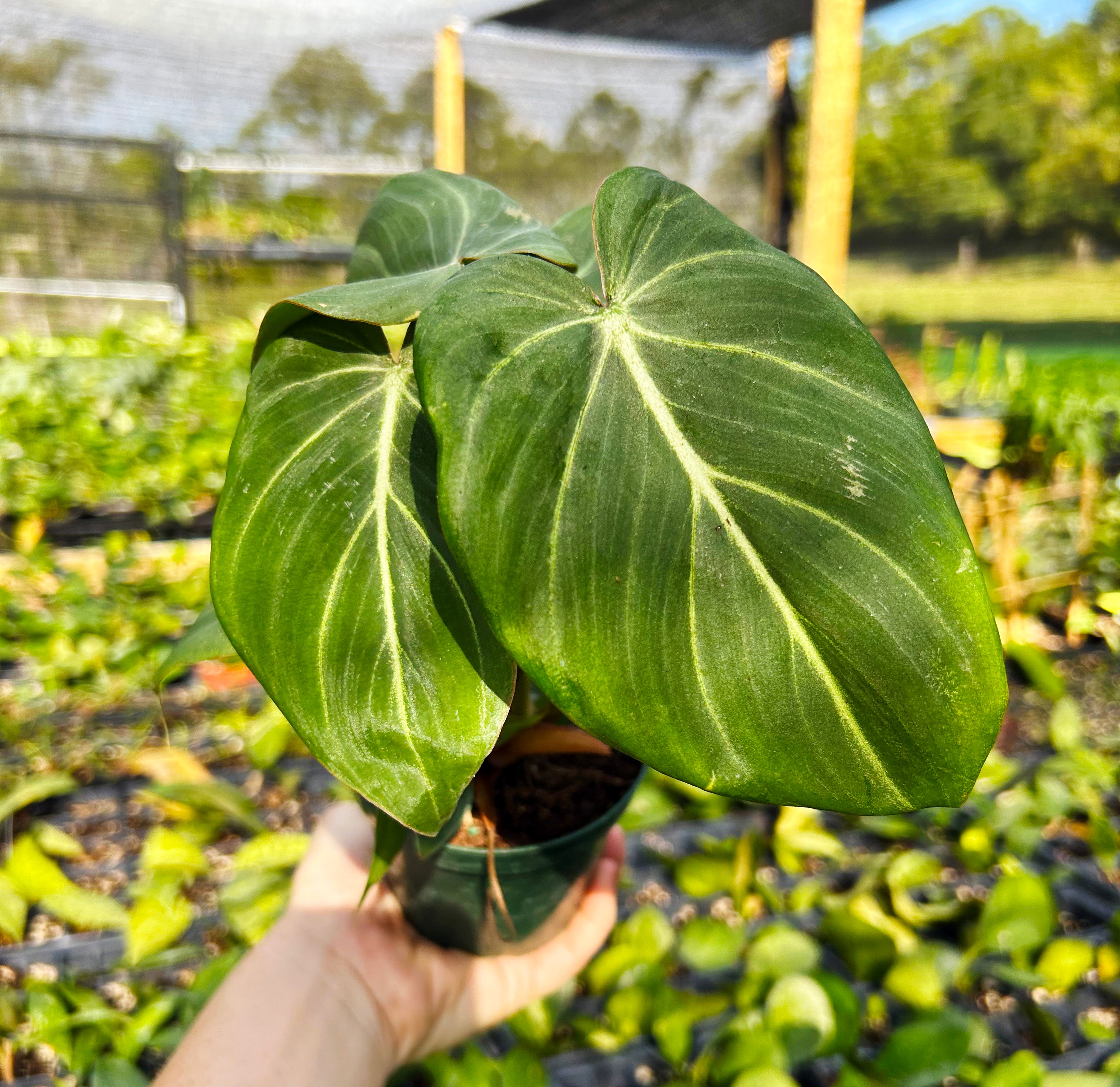 Philodendron Gloriosum – ThePlantVet