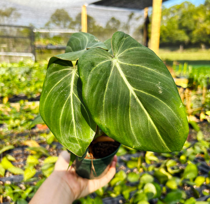 Philodendron Gloriosum