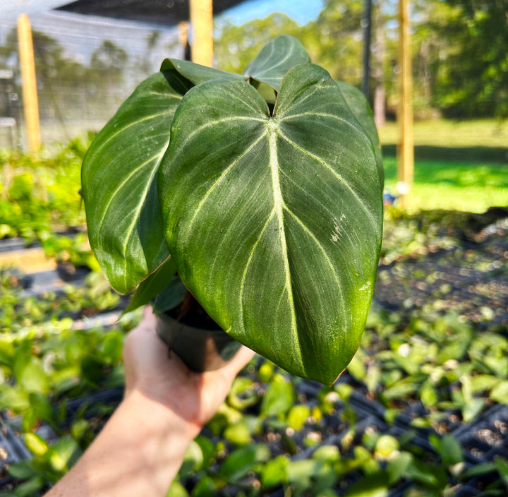 Philodendron Gloriosum