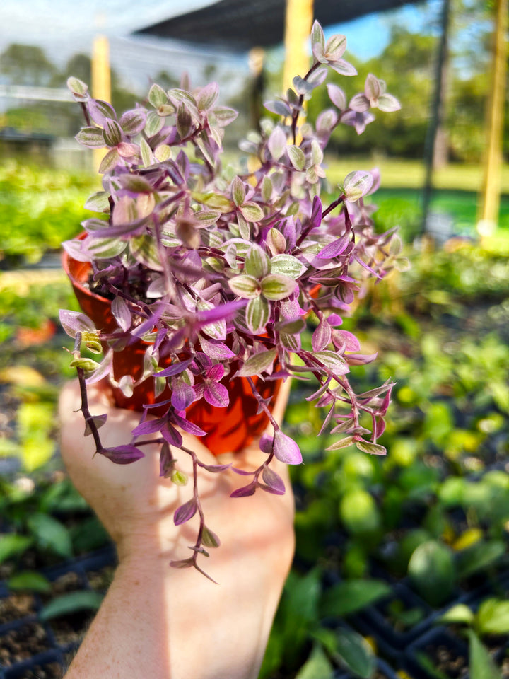 Tradescantia Callisia Pink Panther, Spiderwort, Wandering Jew, Beginner Plant, Low Light Plant, Pink Tradescantia