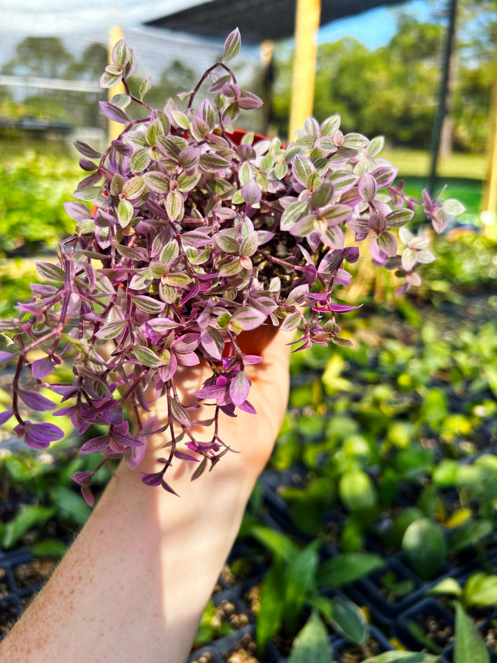 Tradescantia Callisia Pink Panther, Spiderwort, Wandering Jew, Beginner Plant, Low Light Plant, Pink Tradescantia