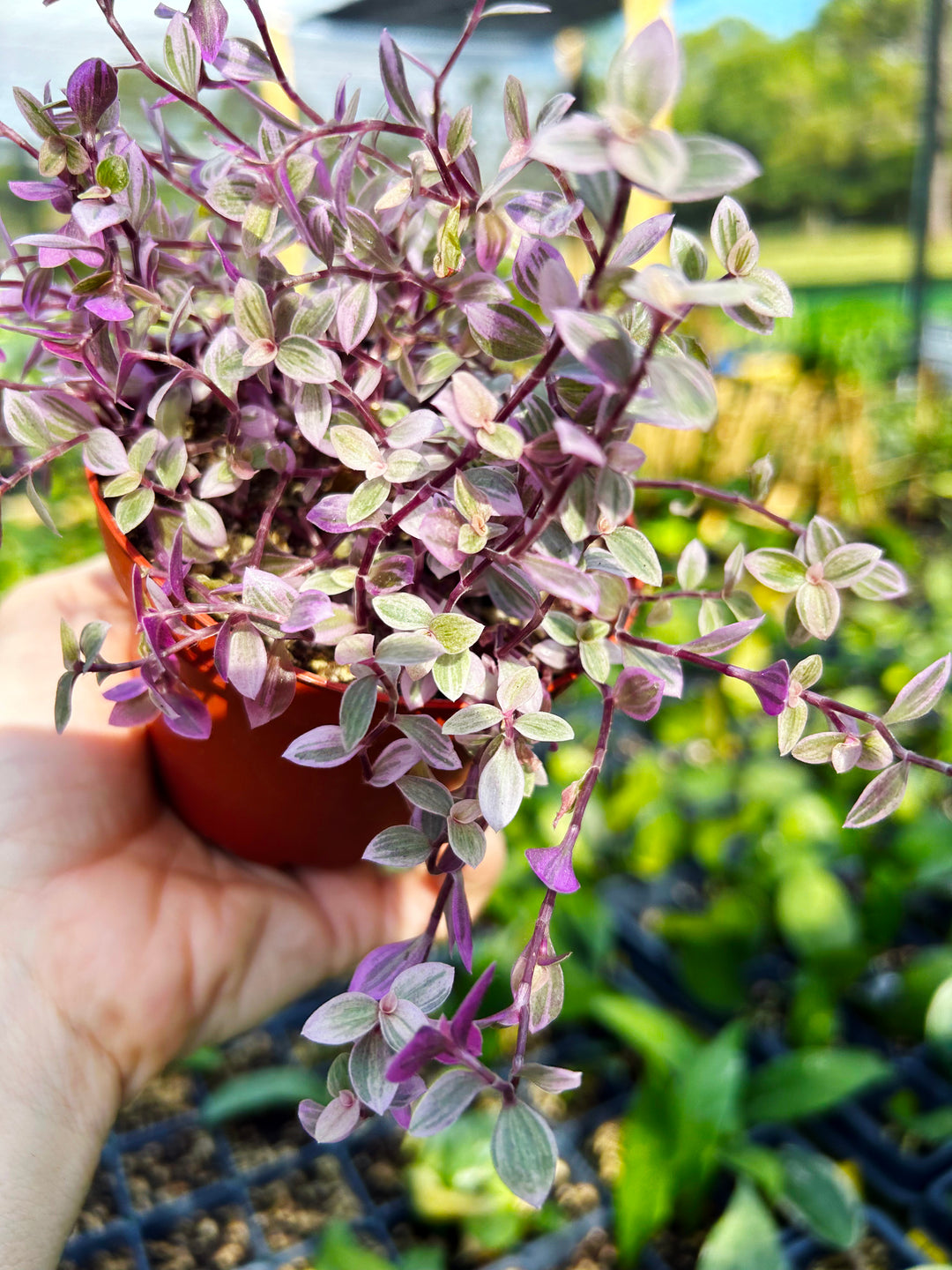 Tradescantia Callisia Pink Panther, Spiderwort, Wandering Jew, Beginner Plant, Low Light Plant, Pink Tradescantia