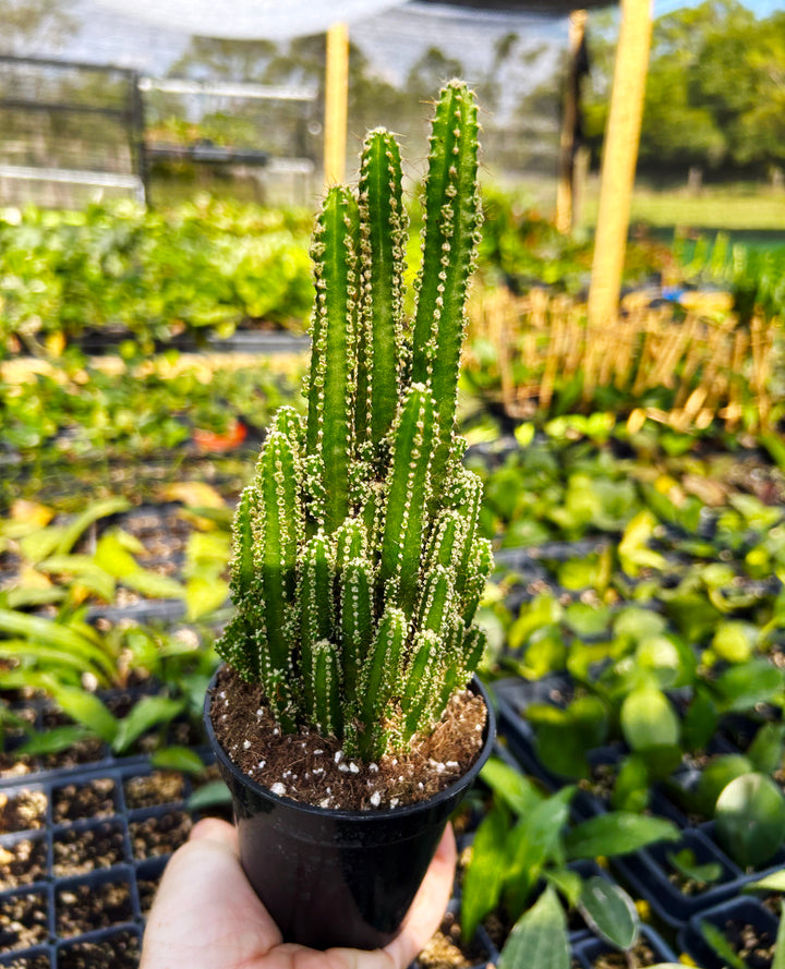 Acanthocereus Tetragonus- Fairy Castle Cactus