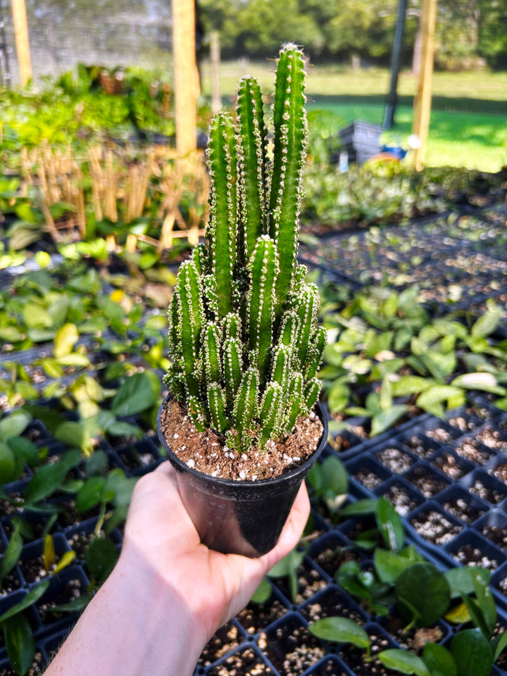 Acanthocereus Tetragonus- Fairy Castle Cactus