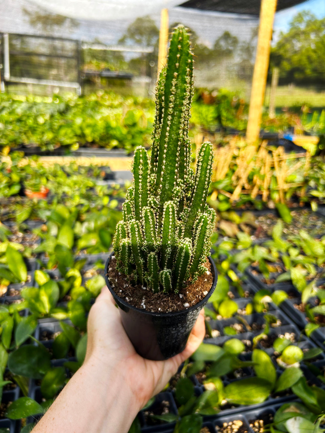 Acanthocereus Tetragonus- Fairy Castle Cactus