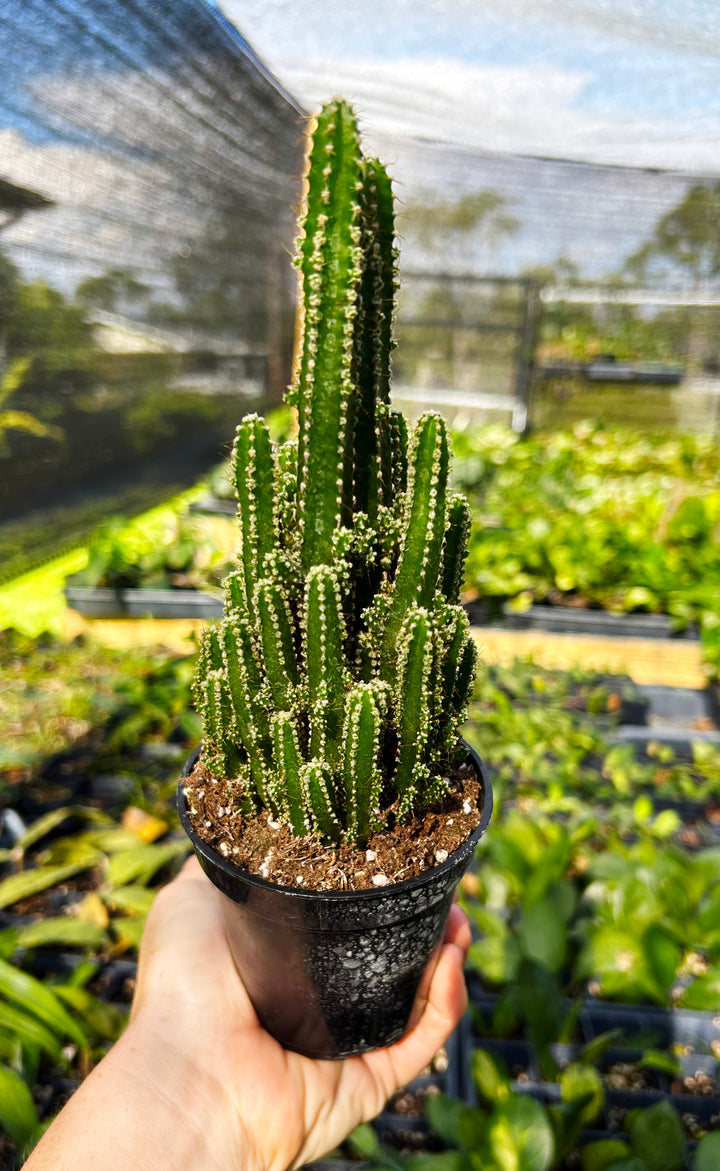 Acanthocereus Tetragonus- Fairy Castle Cactus