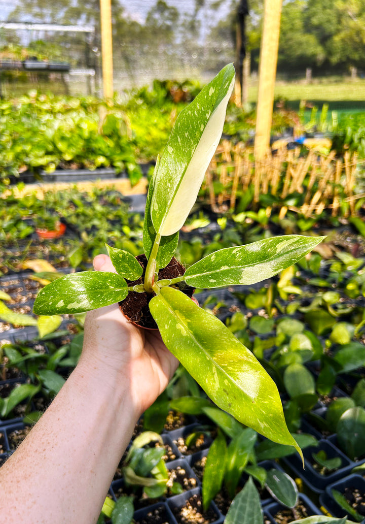 Philodendron Ring of Fire Variegated