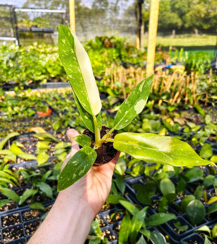 Philodendron Ring of Fire Variegated