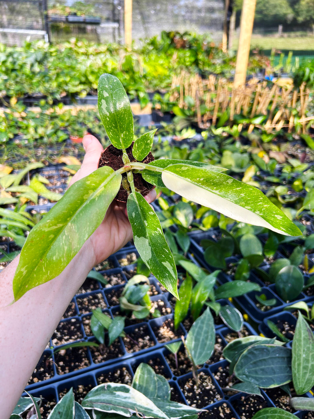 Philodendron Ring of Fire Variegated