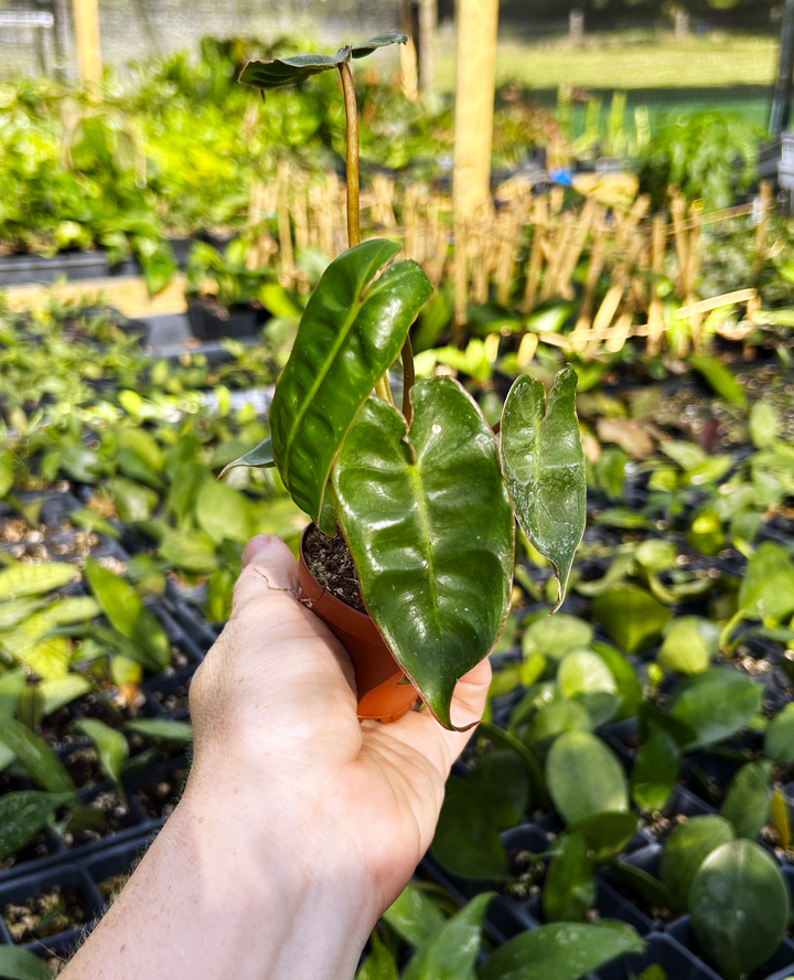 Philodendron Billitiae