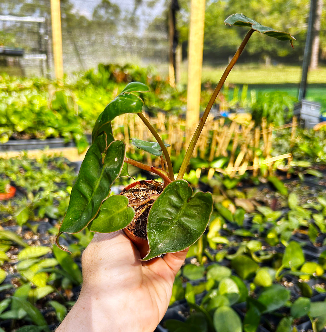 Philodendron Billitiae