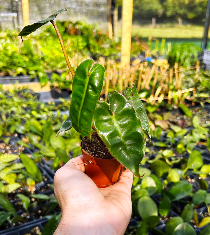 Philodendron Billitiae