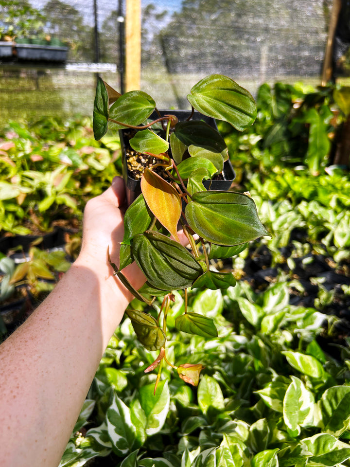 Philodendron Micans, Velvet Leaf Philodendron, Heart Shaped Leaves, Easy Care Plant, Rare Tropical Plant, Indoor Plants, Exotic Aroid