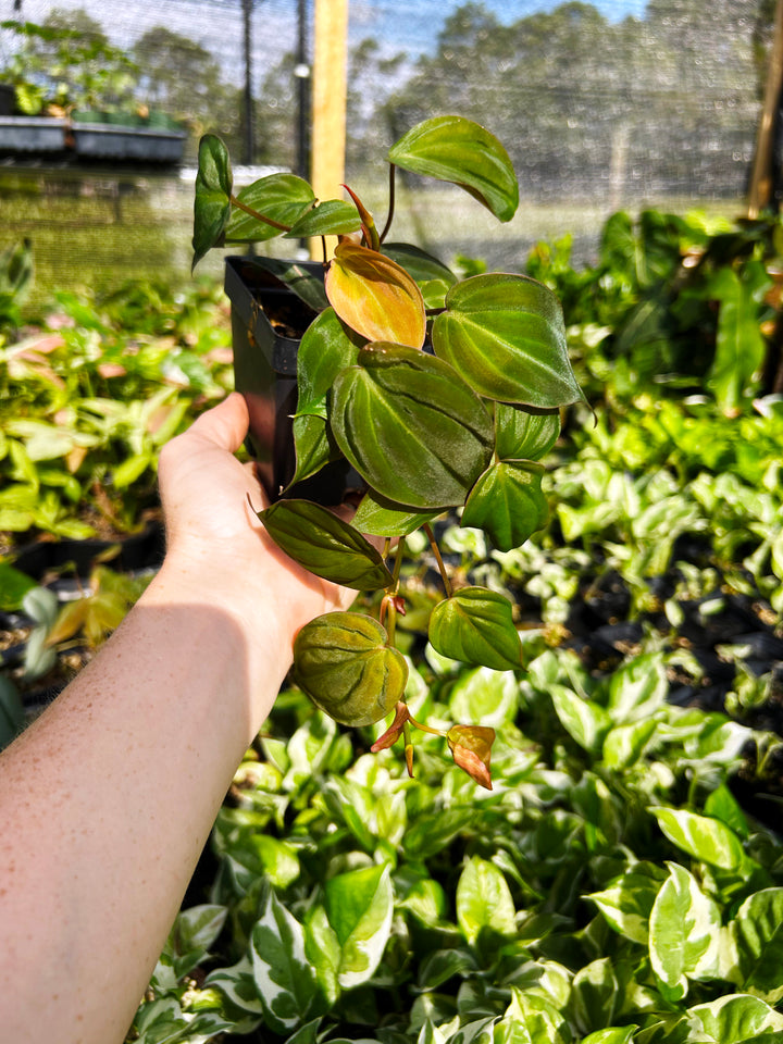 Philodendron Micans, Velvet Leaf Philodendron, Heart Shaped Leaves, Easy Care Plant, Rare Tropical Plant, Indoor Plants, Exotic Aroid