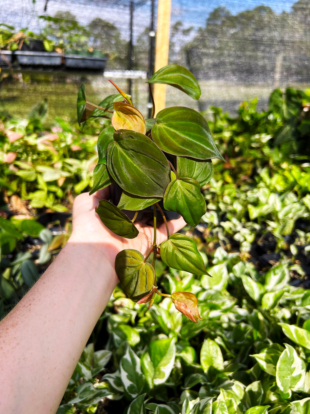 Philodendron Micans, Velvet Leaf Philodendron, Heart Shaped Leaves, Easy Care Plant, Rare Tropical Plant, Indoor Plants, Exotic Aroid