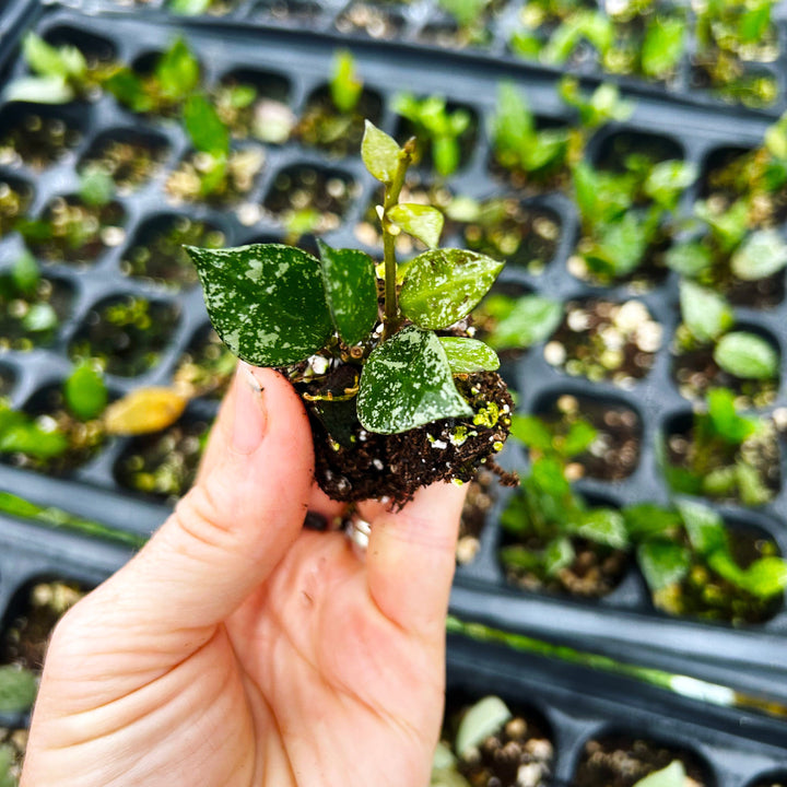 Hoya Krohniana Snow Caps