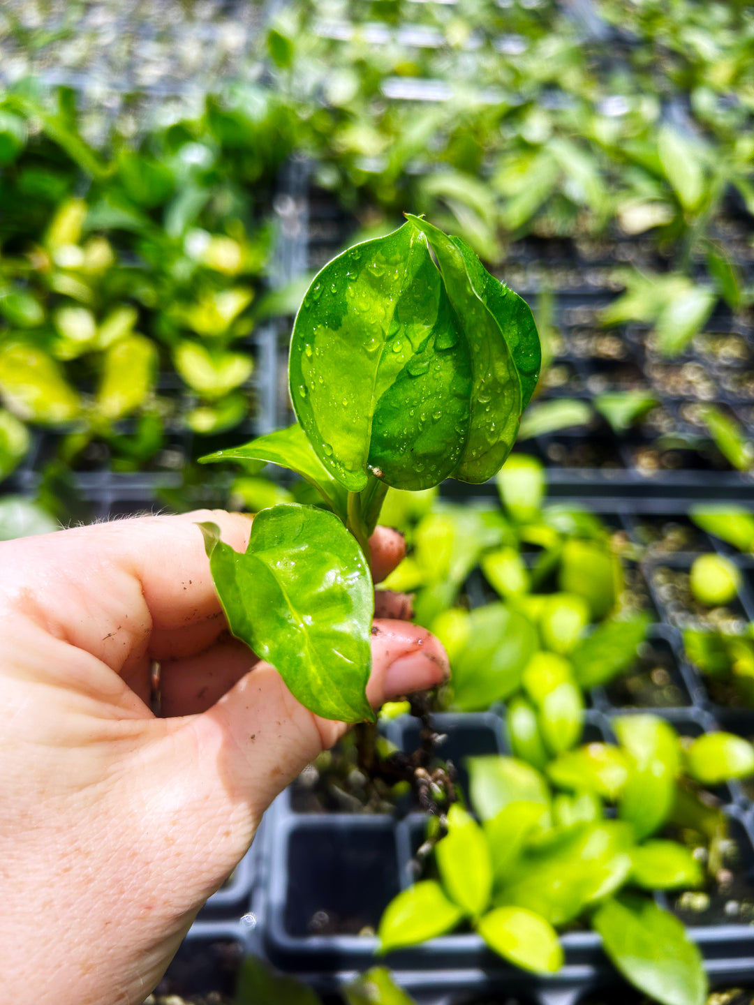 Global Green Pothos