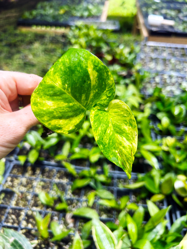 Golden Hawaiian Pothos