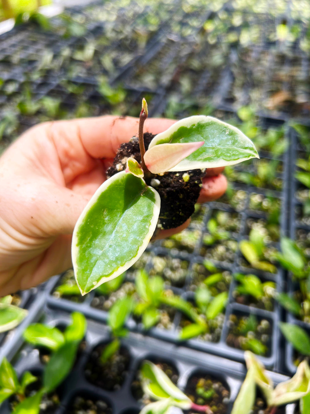 Hoya Carnosa Krimson Queen