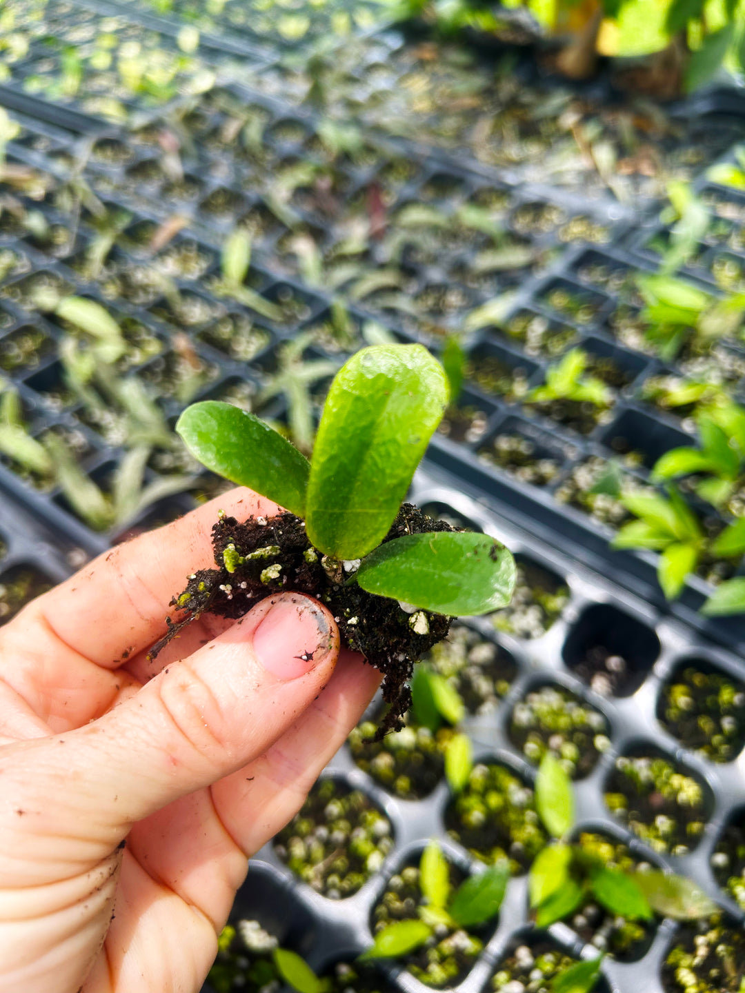 Hoya Rotundiflora