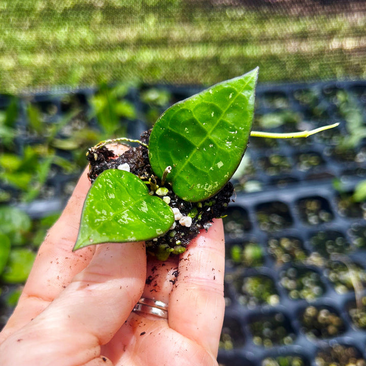 Hoya Parasitica Black Margins