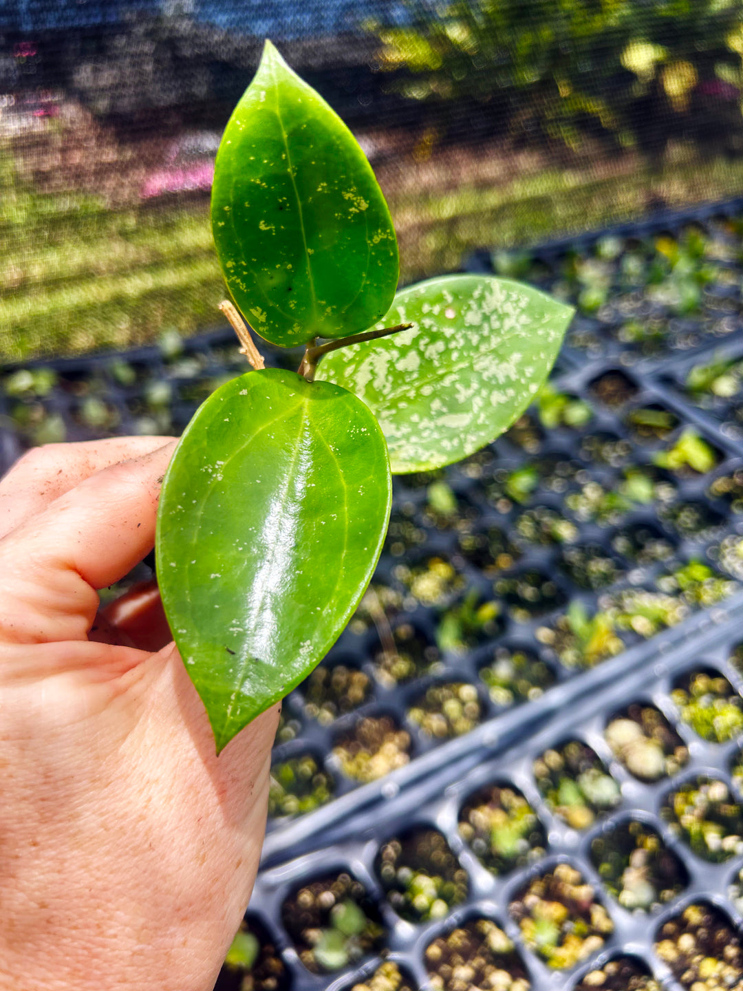 Hoya Verticillata