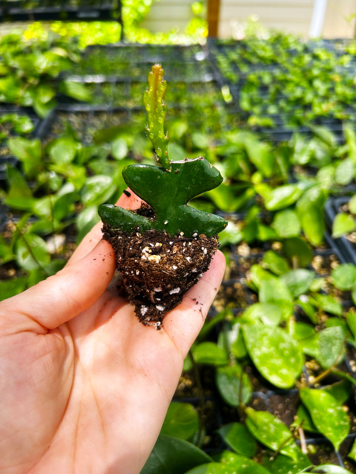 Fishbone Cactus, Ric Rac, Epiphyllum Anguliger, Tropical Cactus Plant