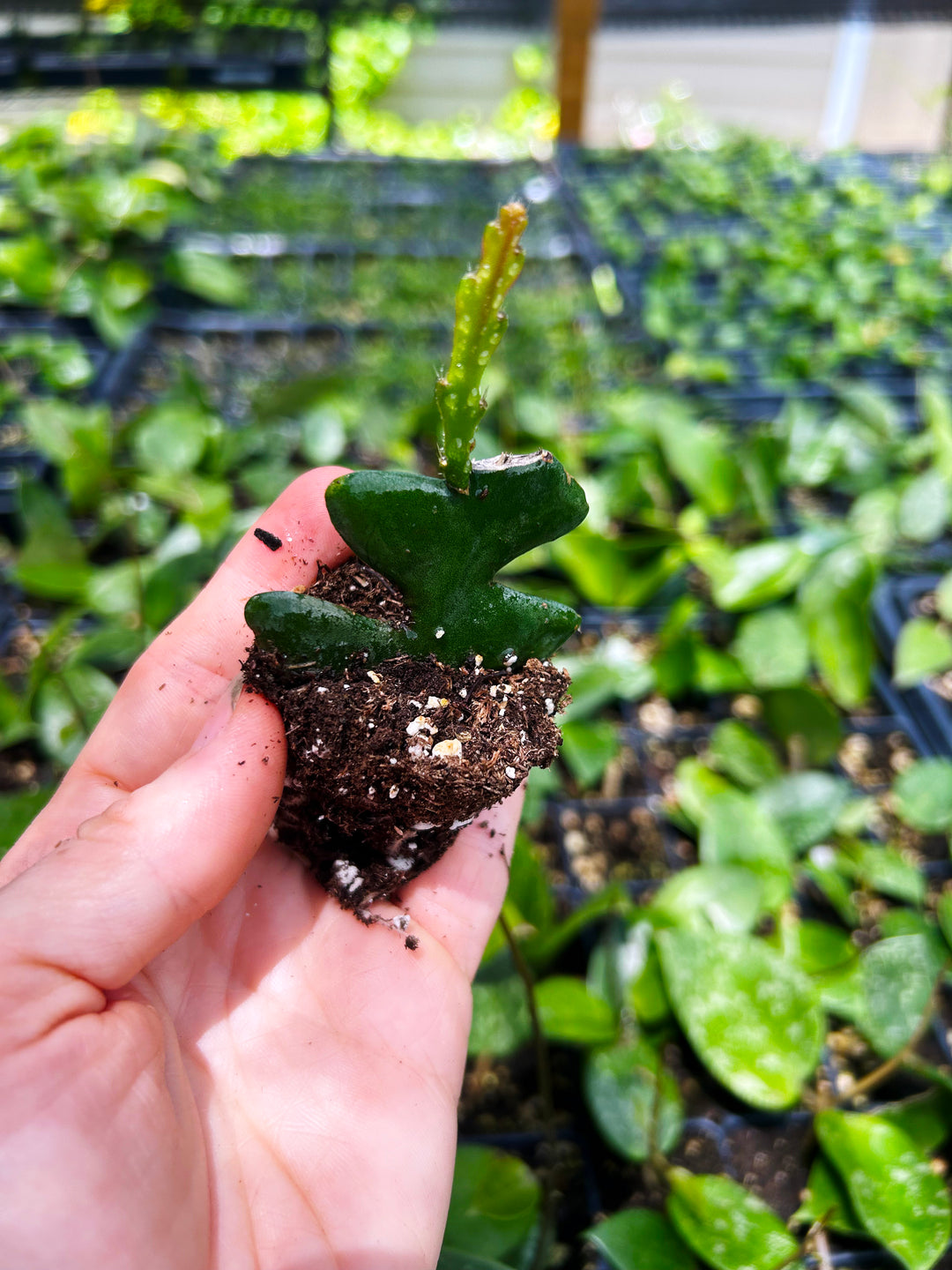 Fishbone Cactus, Ric Rac, Epiphyllum Anguliger, Tropical Cactus Plant