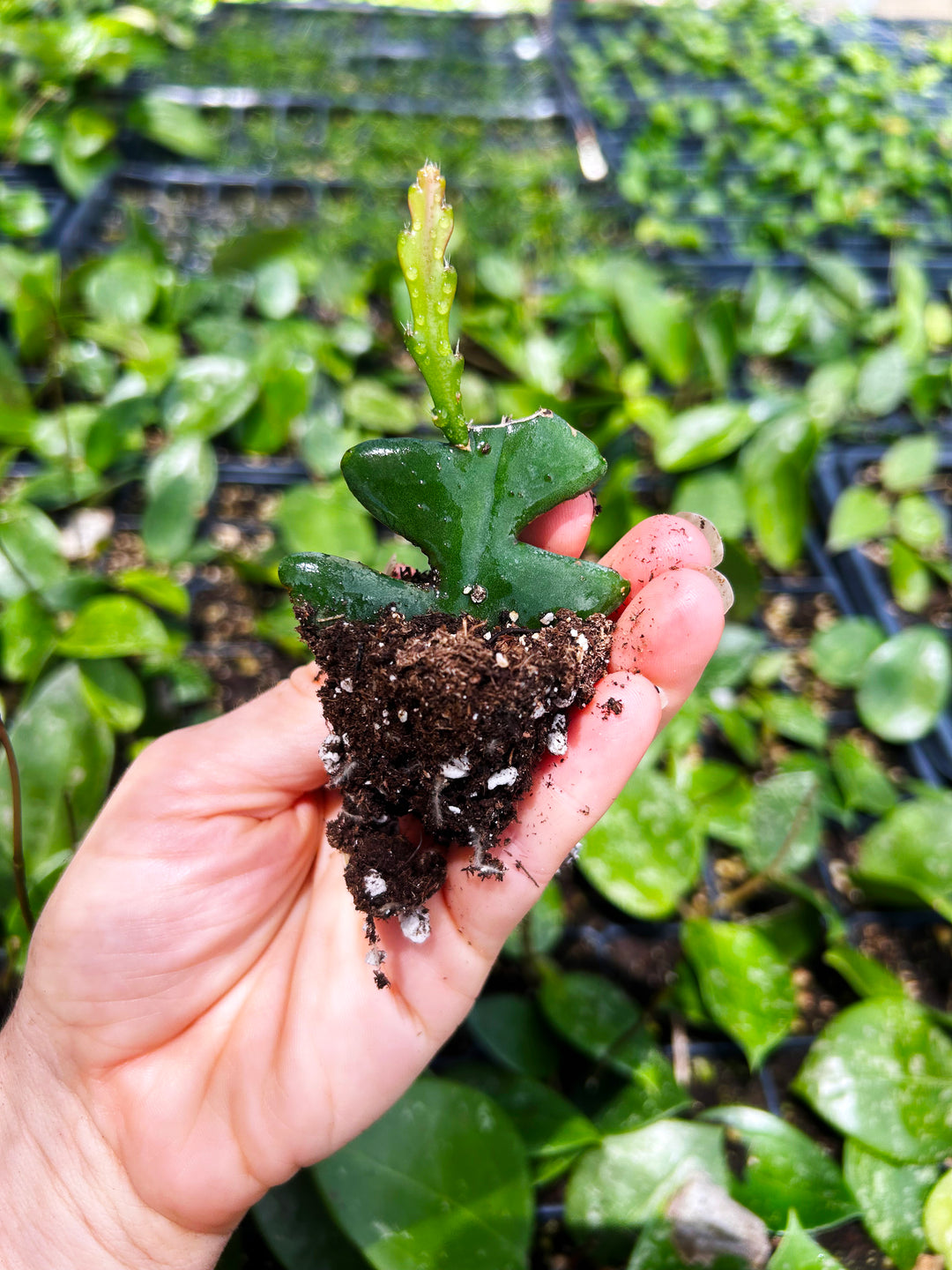 Fishbone Cactus, Ric Rac, Epiphyllum Anguliger, Tropical Cactus Plant