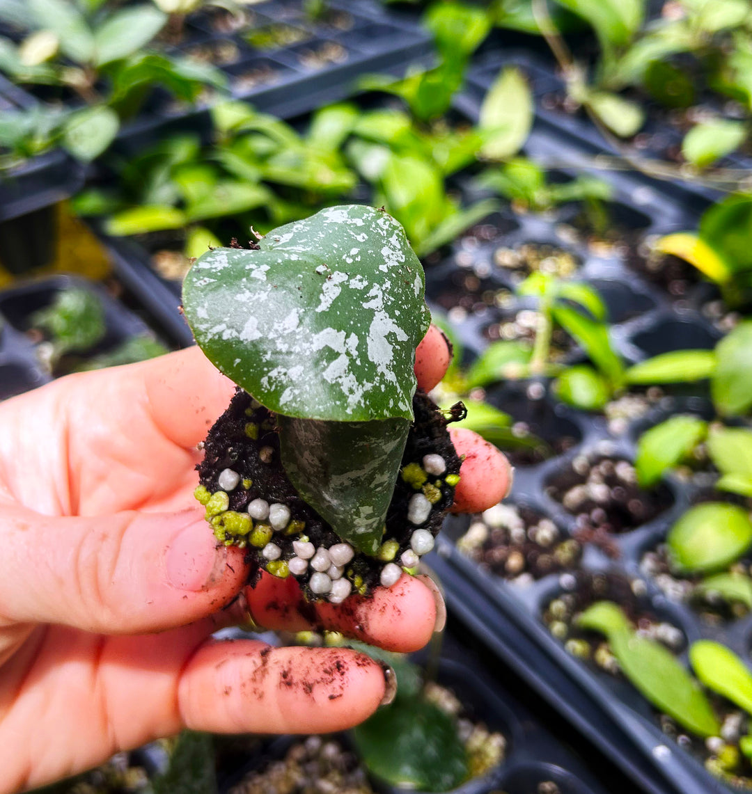 Hoya Imbricata