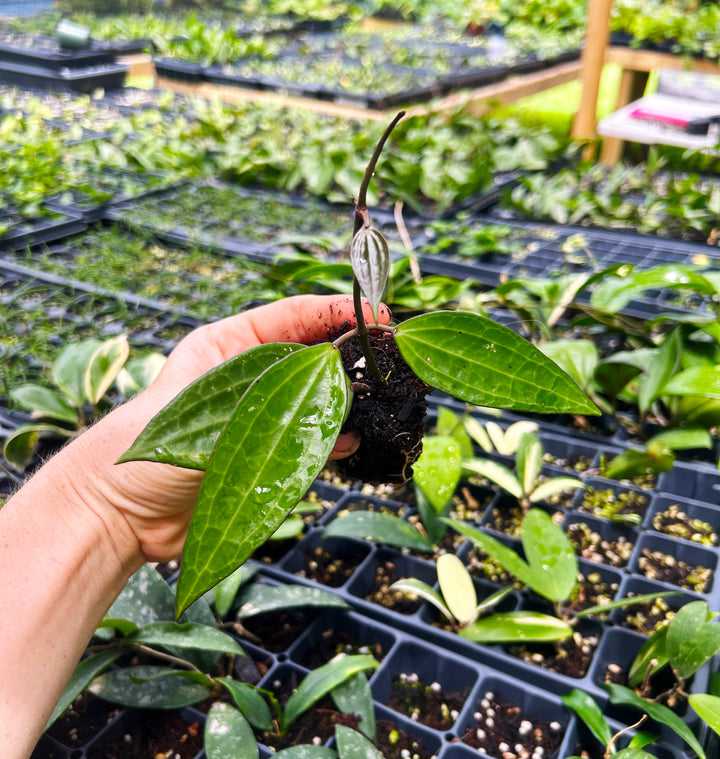 Hoya Macrophylla Green