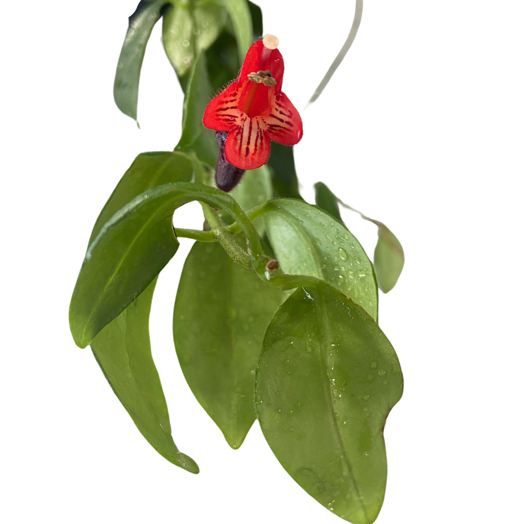 Aeschynanthus Radicans, Mona Lisa Lipstick Plant, Live Indoor Plant