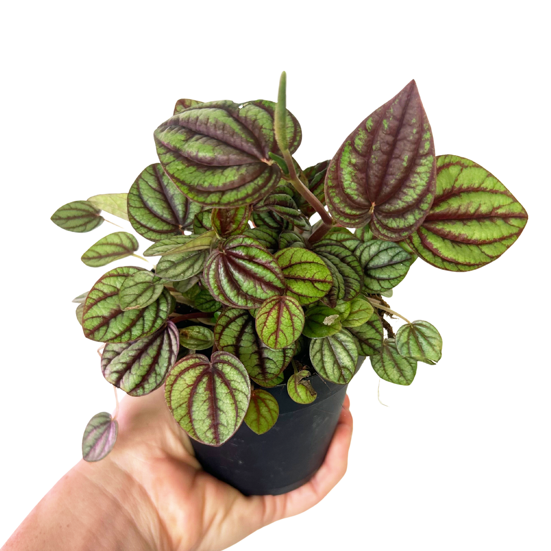 Peperomia Piccolo Banda, Live Plant, Pet Friendly Plants, Tropical Plant