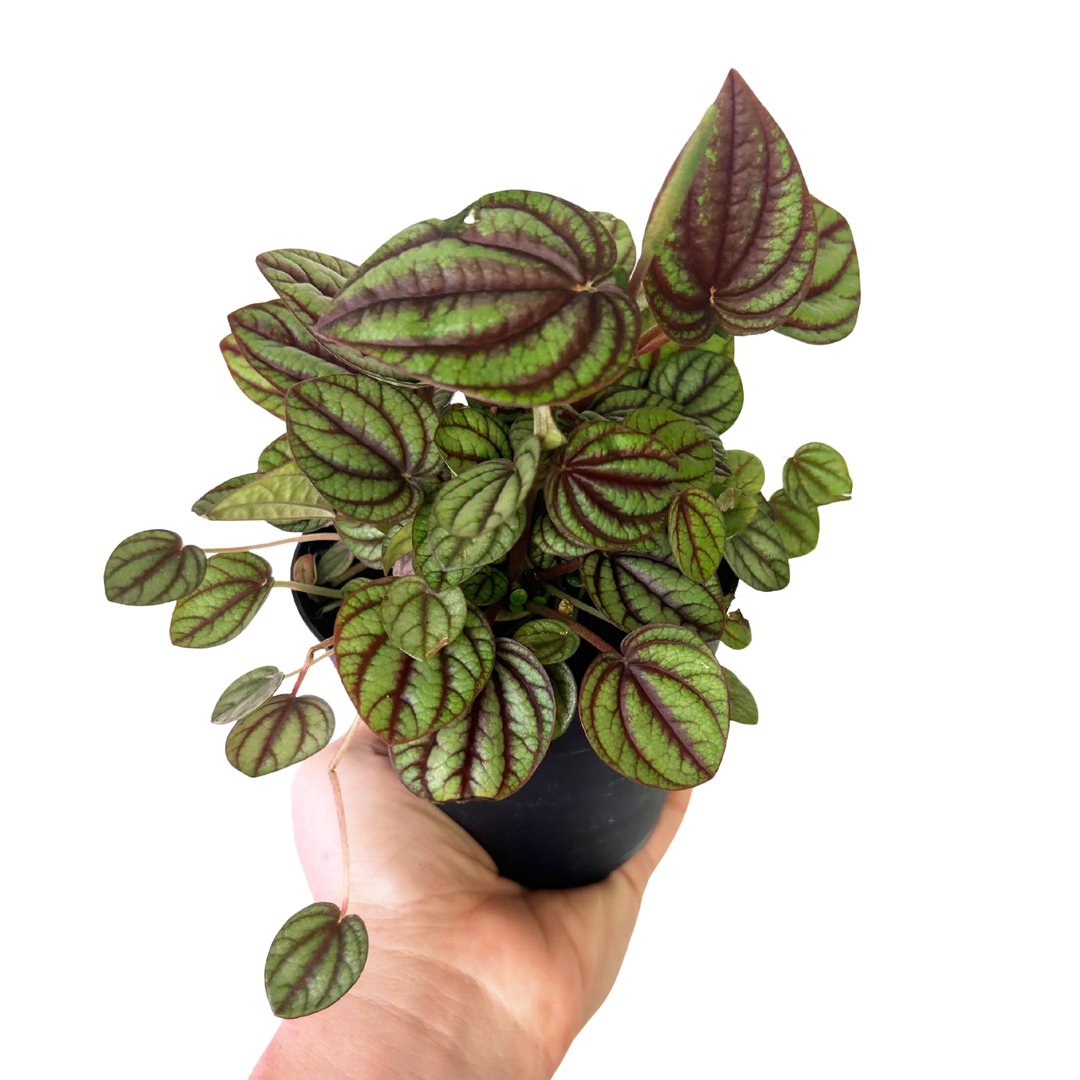 Peperomia Piccolo Banda, Live Plant, Pet Friendly Plants, Tropical Plant